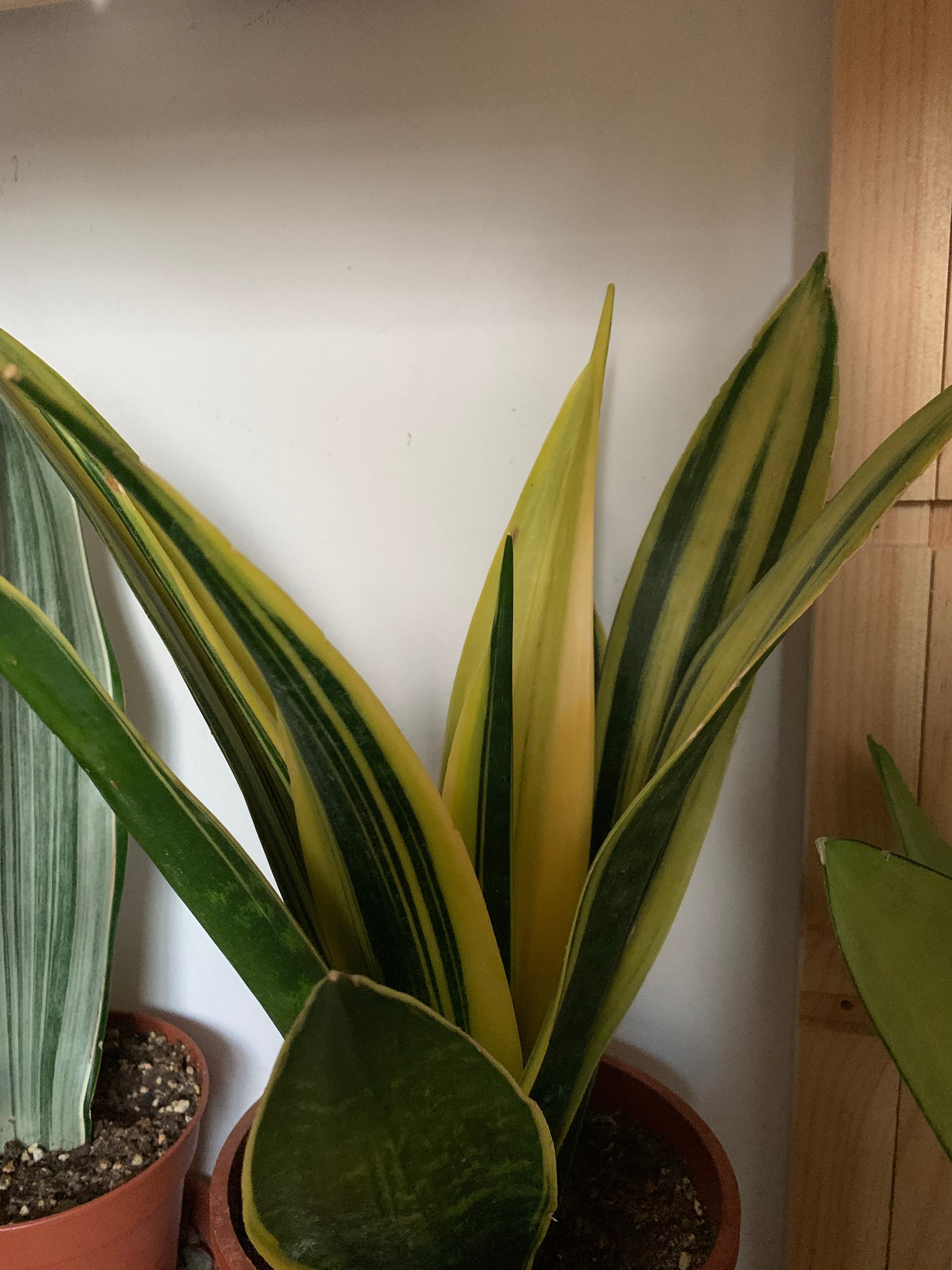 SANSEVIERIA GOLD FLAME real plant snake plant mother�s Etsy