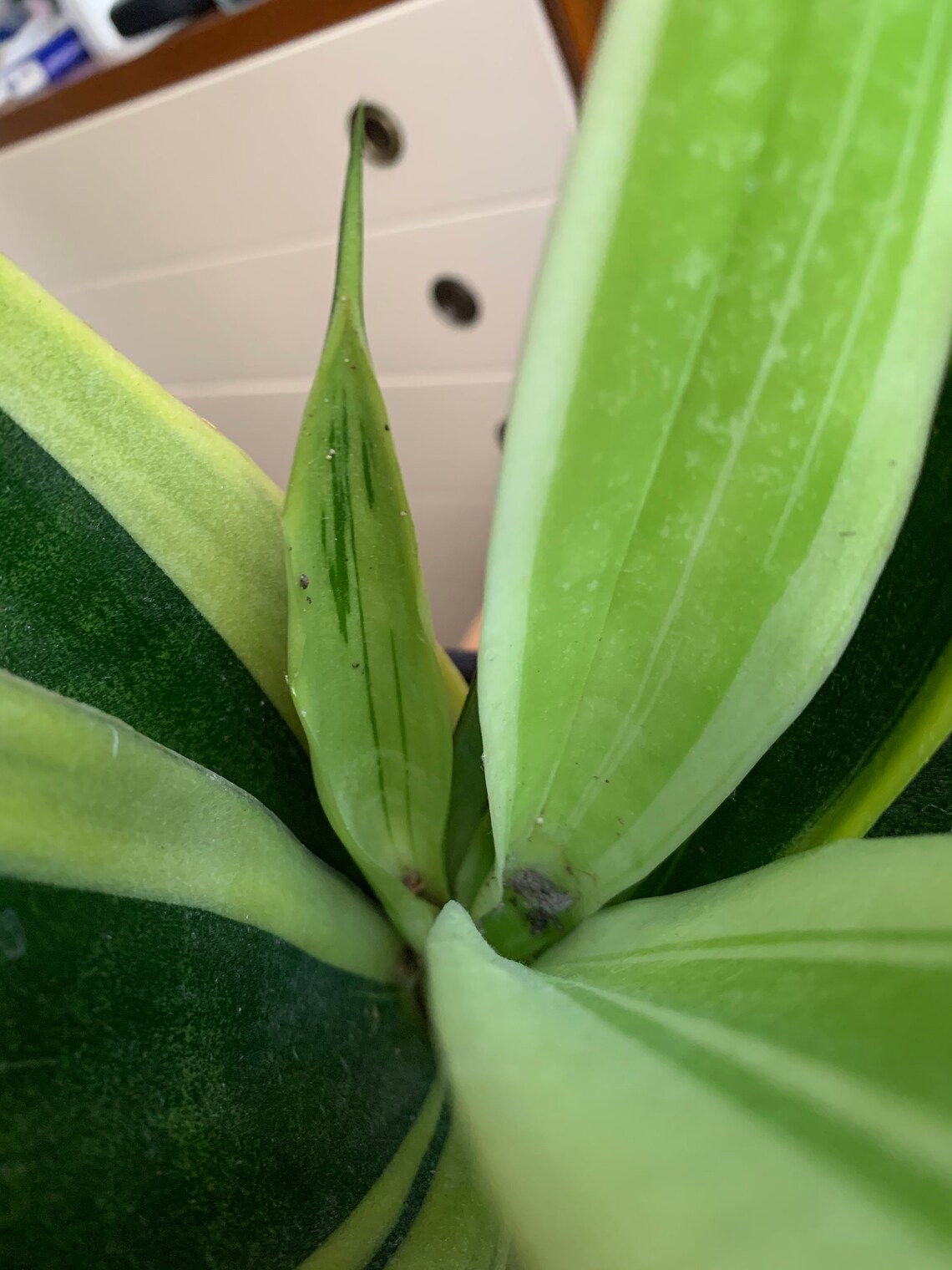 SANSEVIERIA GOLD FLAME real plant snake plant mother�s Etsy