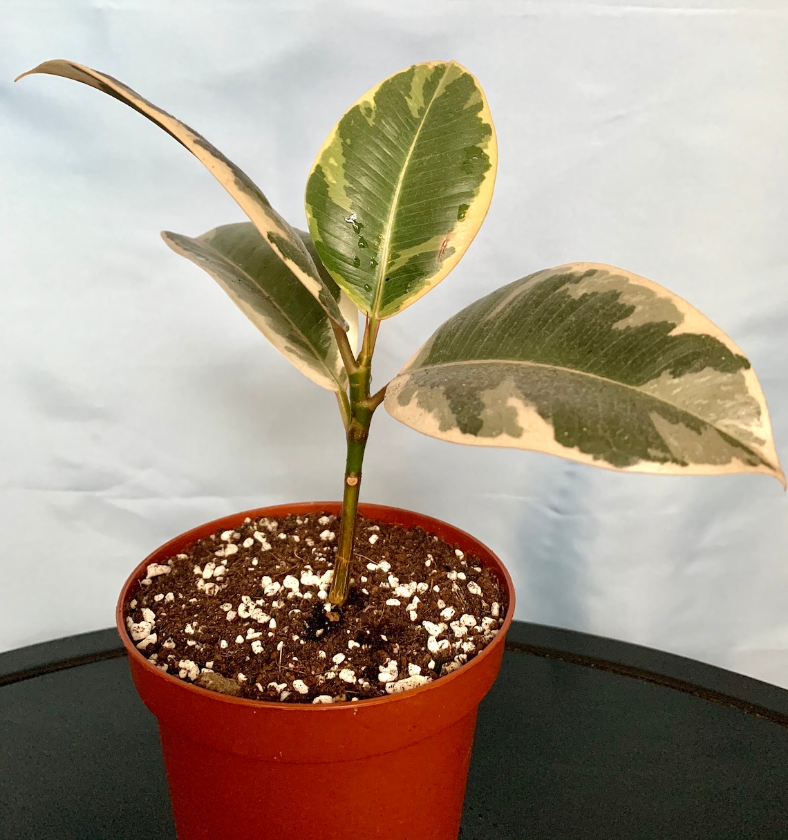 FICUS TINEKE rubber tree variegated real plant Etsy