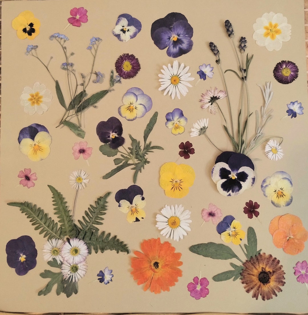 60edible Pressed Flowers and Greens Adorn Cakes or Baked Goods With a