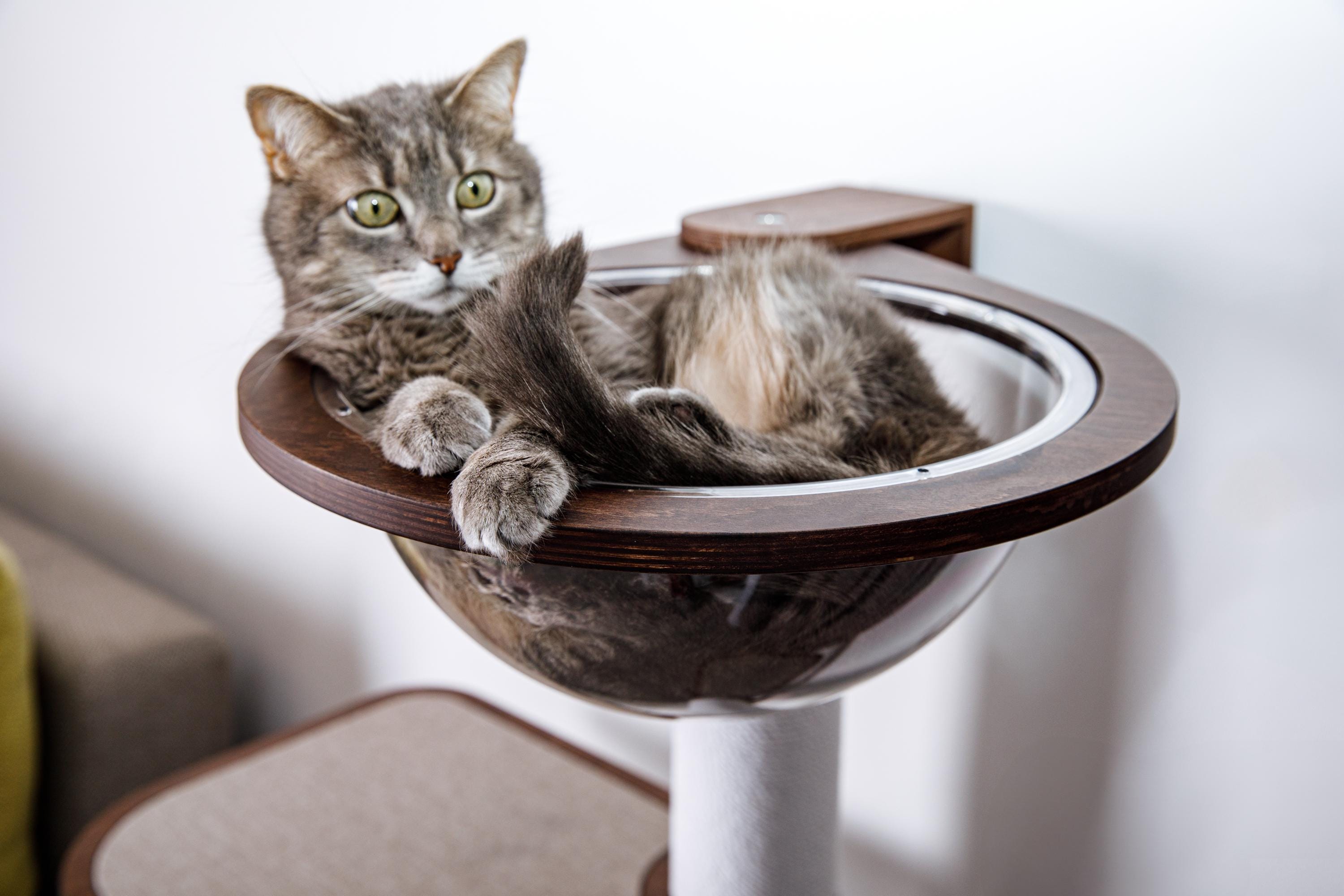 BLACK CAT　壁飾り棚 Wooden Shelf 1/2-Tier Moon Phase Black Cat Wall Shelves Crystal