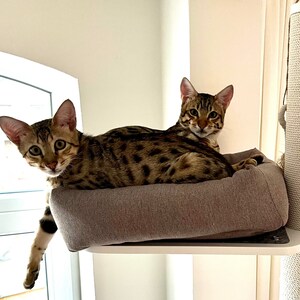 May include: Two brown tabby cats relaxing on a gray cat bed. The cat bed is on a white cat tree.