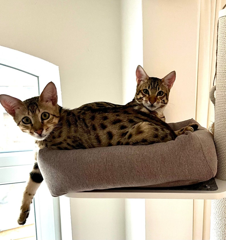 May include: Two brown tabby cats relaxing on a gray cat bed. The cat bed is on a white cat tree.