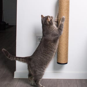 Pode incluir: Um gato tigrado cinza arranhando um arranhador coberto de sisal montado em uma parede branca. O arranhador tem aproximadamente 38 cm de altura e uma base preta.