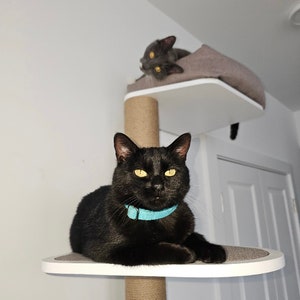 May include: Two black cats on a white cat tree. The cat on the lower level is wearing a blue collar. The cat on the upper level is lying down in a bed.