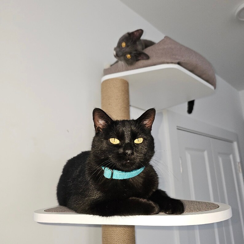 May include: Two black cats on a white cat tree. The cat on the lower level is wearing a blue collar. The cat on the upper level is lying down in a bed.