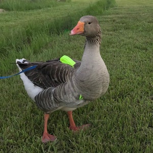 Goose harness