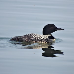 Common Loon - Postcard 4x6