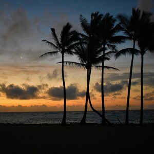 Palm Sunset - Hawaii - Canvas 24x36