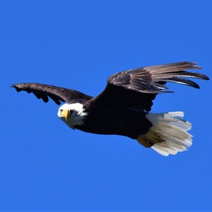 Carta postale bald Eagle 4x6