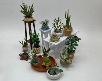 Tienda de plantas de interior en miniatura ~ Minijardín acuático ~ Minijardines de cactus ~ Miniplantas serpiente ~ Miniplantas paraguas ~ Miniplantas de interior y jardineras surtidas