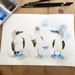 Blaufußtölpel Aquarell Art Print • Aquarell Blaufußtölpel Illustration • Wasservogel Druck • Vogel Malerei