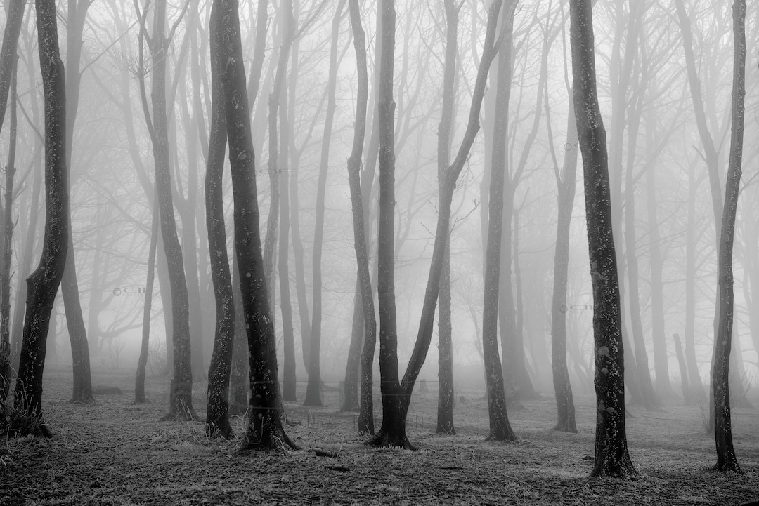 Trees in the Mist (abstract) Landscape Photography - Wood - England ...
