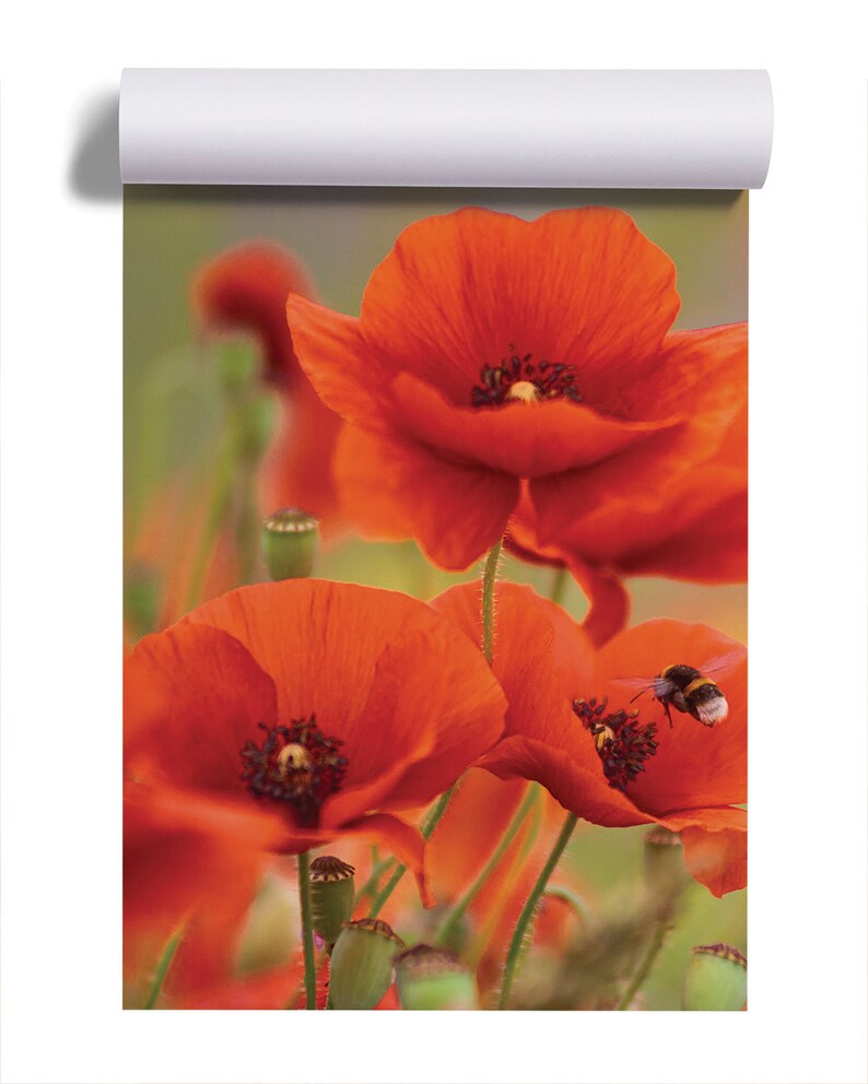 Poppy Flowers and a Bee Wallpaper | Peel & Stick | Self Adhesive ...