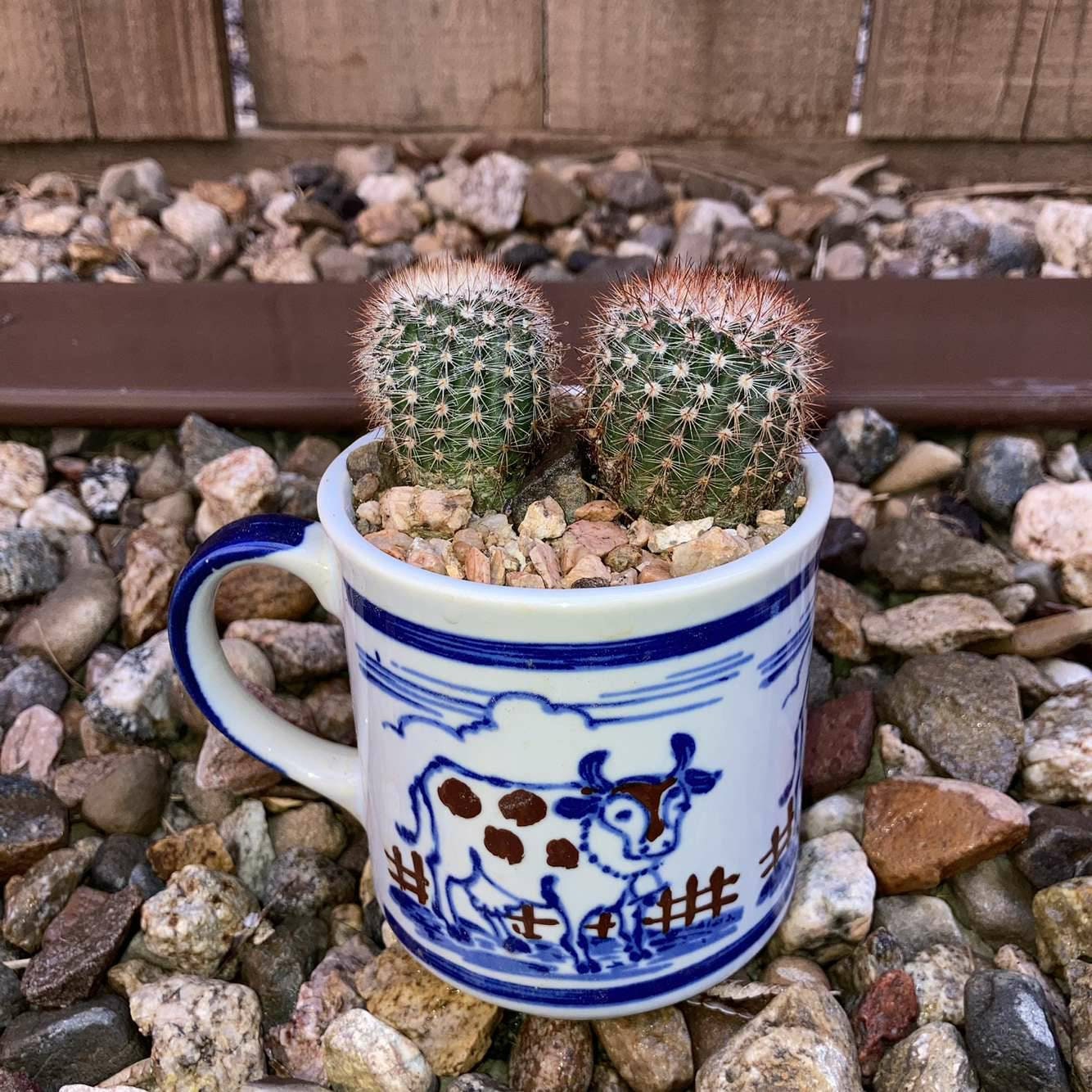 LIVE Succulent in Ceramic Coffee Mug with Drain Hole teacher Etsy