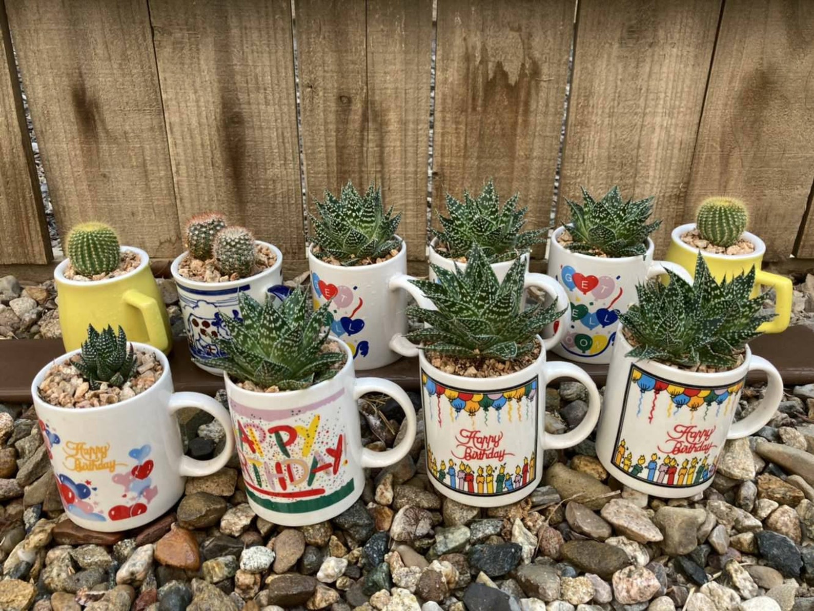 LIVE Succulent in Ceramic Coffee Mug with Drain Hole teacher Etsy