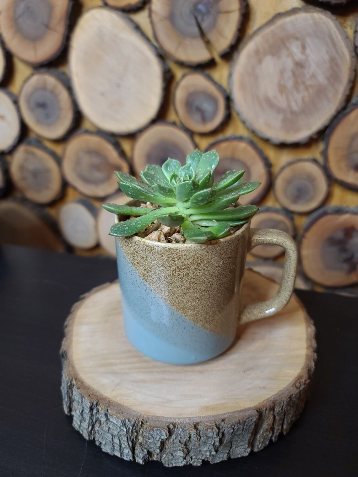 LIVE Succulent in Ceramic Coffee Mug with Drain Hole teacher Etsy