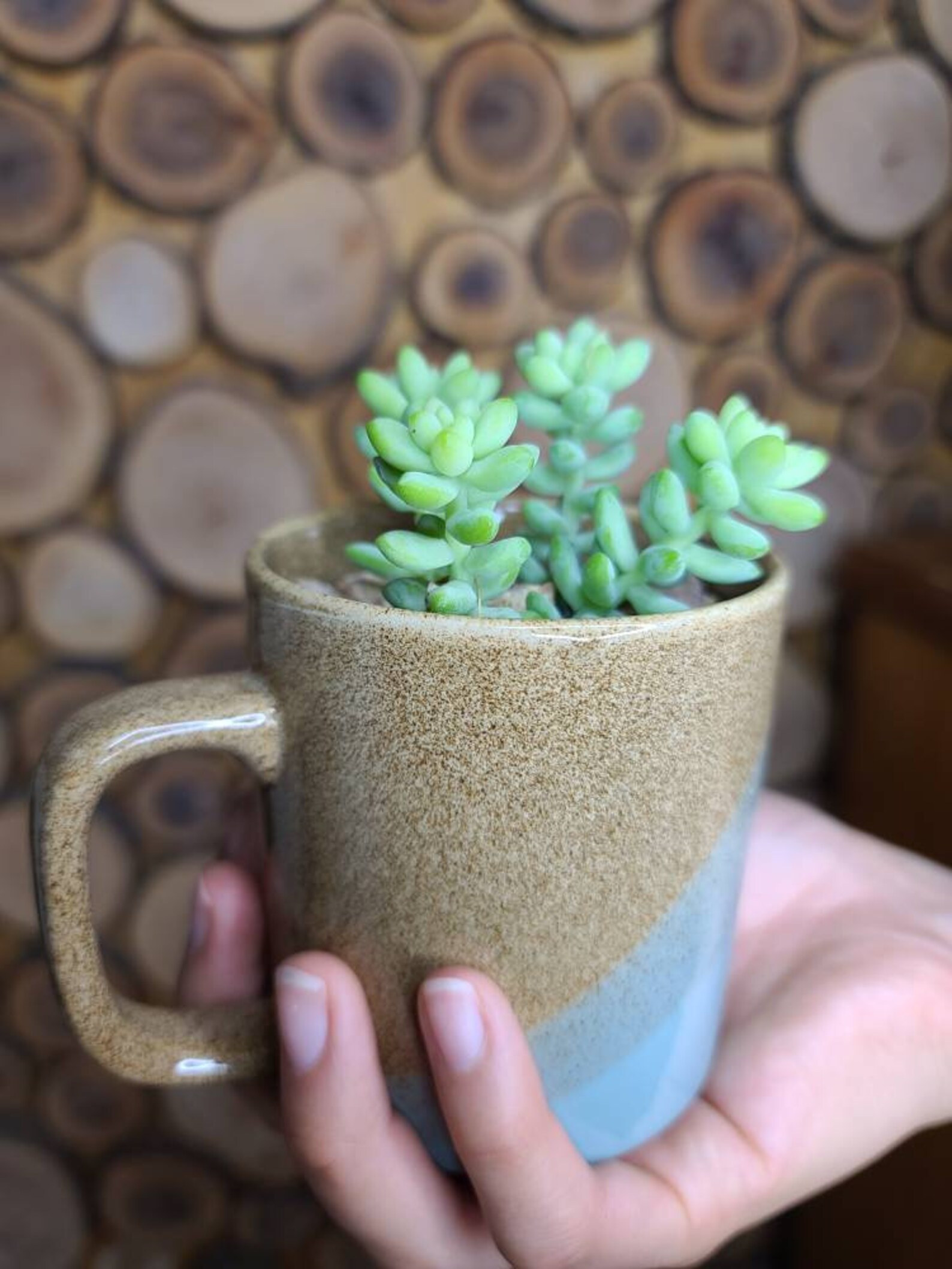 LIVE Succulent in Ceramic Coffee Mug with Drain Hole teacher Etsy