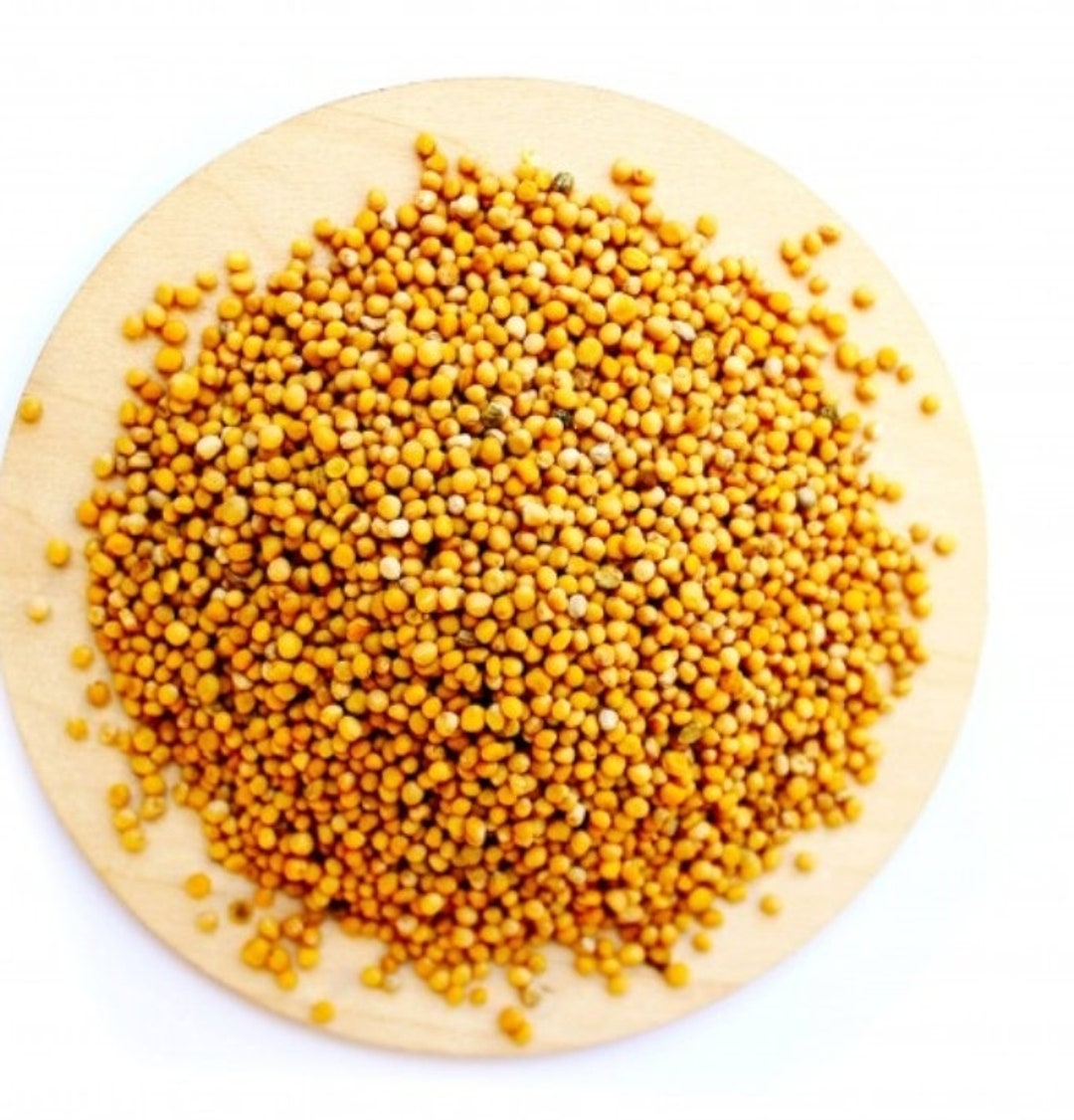 Organic Dried White Mustard Seeds Bulk 6oz 1lb White Etsy