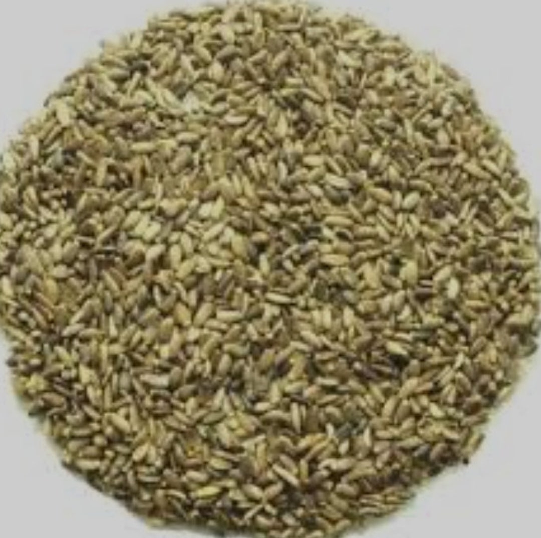 Scotch Thistle Seeds Organic Onopordum Acanthium Etsy