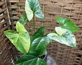 May include: Close-up of a potted Syngonium podophyllum 'Variegata' plant. The plant features heart-shaped leaves with a mix of green, white, and yellow variegation. The leaves are arranged around a central stem, with some leaves showing a marbled pattern.