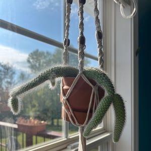 May include: A green cactus plant with fuzzy white spines, hanging in a macrame plant holder. The terracotta pot is suspended by white rope with wooden beads, near a window with a view of the outdoors.