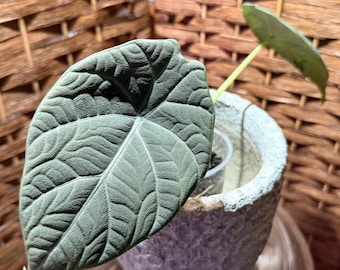 May include: A potted Alocasia plant featuring a single large, heart-shaped leaf with a deep, textured, matte green surface and prominent, lighter-colored veins. The plant is housed in a small, clear plastic container inside a textured, light gray pot.