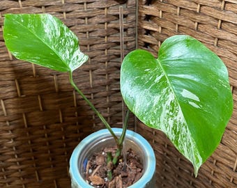 Monstera Albo Starter Plant