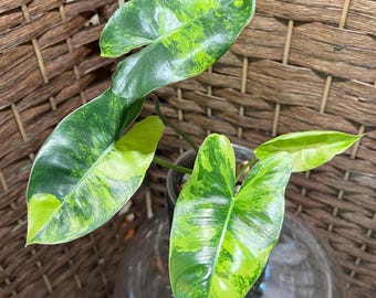 Variegated Philodendron Burle Marx Starter Plant