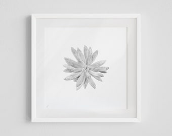 Graphite Nature — Starburst Sedeveria — Fine Art Print