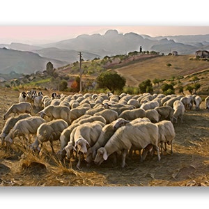 Photographic Art Print, Montedoro Sicily, Italy, Landscape, Nature, Sheep, Hills,Travel AP-05