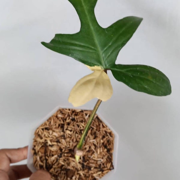 Philodendron Florida Beauty Variegated Rooted Cuttings