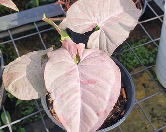 Syngonium Pink Perfection Rare Aroid Silver Hero Amidrium Silver Deykeae- Free Phyto Certificate Shipping DHL Express Beautiful REAL PICT