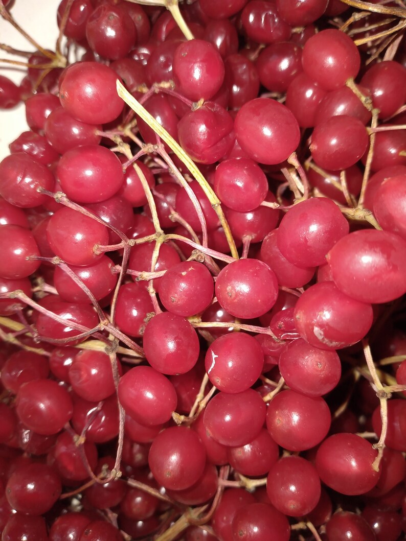 Dried Red Viburnum berries Red Viburnum Dried Red Viburnum Etsy