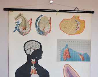 Wall Chart - Endocrine Glands (anatomy biology school medical poster print old education hormones blood pineal pituitary pancreas pull down)