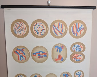 Wall Chart - Cell Division II (meiosis germ cells organisms paternal maternal chromosome school medical poster print old education pull down