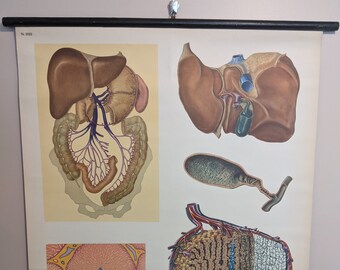 Wall Chart - The Liver (anatomy organ vertebrates detoxifies drinking alcohol proteins school medical poster print old education pull down)