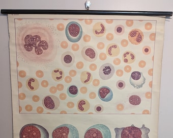 Wall Chart - Blood II: Development of Blood Cells (haematopoiesis cellular components school medical poster print old education pull down)
