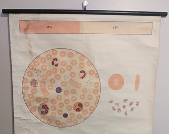 Wall Chart - Blood I: Composition (red haematopoiesis cellular components oxygen heart school medical poster print old education pull down)