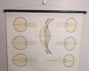 Wall Chart - The Eye: Vision (brain light pupil sight human anatomy visual perception school medical poster print old education pull down)