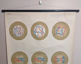 Wall Chart - Cell Division I (meiosis germ cells organisms paternal maternal chromosome school medical poster print old education pull down)
