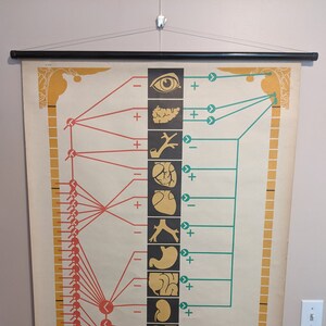 May include: Vintage anatomical chart depicting the human body's organs and their functions. The chart features illustrations of the eye, pancreas, heart, stomach, and other organs, connected by red and green lines. The chart is mounted on a black rod.
