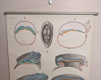 Wall Chart - Embryology II (anatomy biology prenatal fetuses female reproductive organs school medical poster print old education pull down)