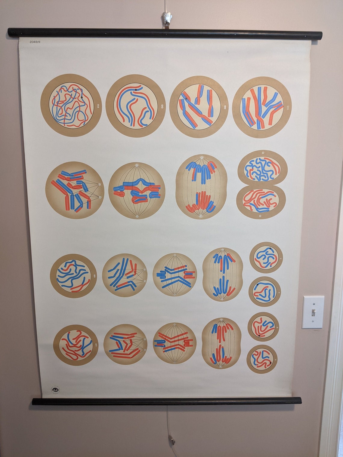 Wall Chart Cell Division Ii Meiosis Germ Cells Organisms Etsy Uk