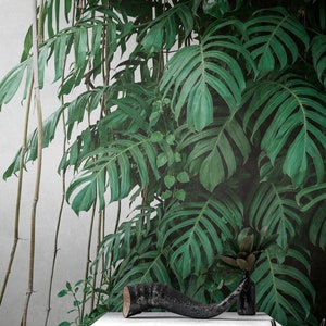 Wet monstera plant leaves mobile wallpaper Stock Photo by Rawpixel