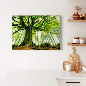 Murals Forest | Nature | Green Brown | | image on canvas Canvas on stretcher frame | Decorative picture | 70 cm x 50 cm
