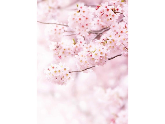 de fondo de pantalla de fotos Flores delicadas Fondo de - Etsy México de fondo de pantalla de fotos Flores delicadas Fondo de - Etsy México
