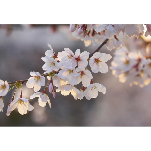 Fototapete | Cherry Blossoms | Kirschblüte Blumentapete Weiß Rosa | Baum Natur Wohnzimmertapete Schlafzimmer
