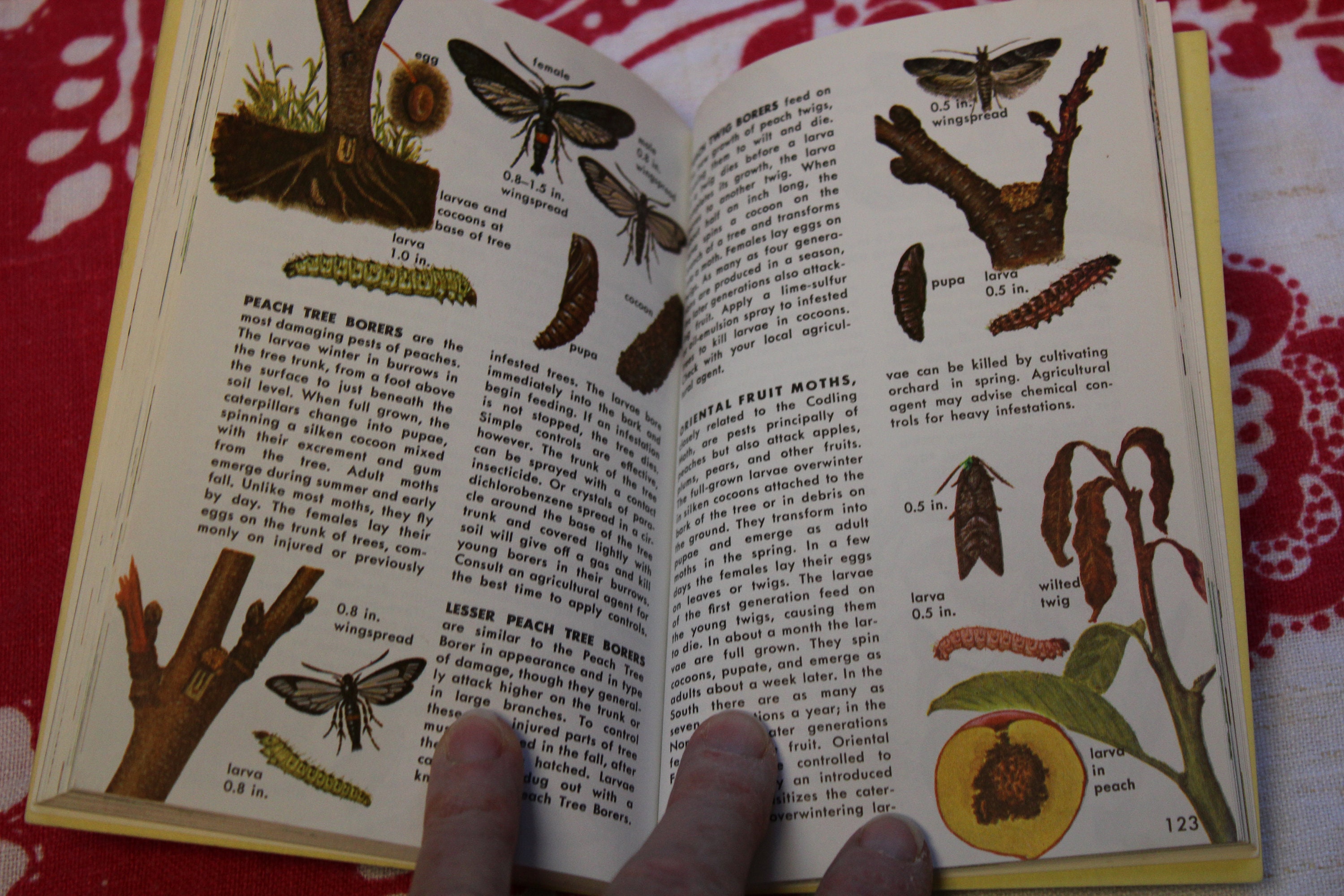 57 Years Old!, Insect Pests, A Golden Guide /george Fichter /1966 ...