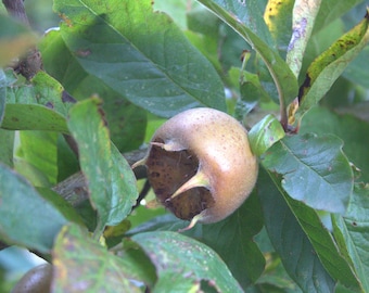 Medlar Jam